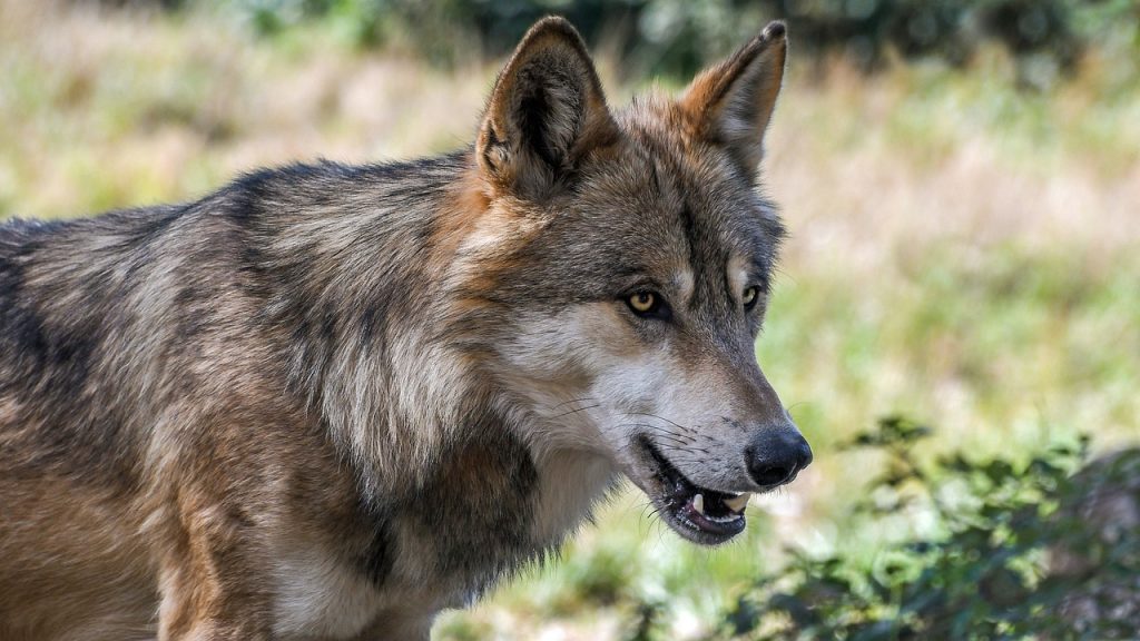 A Vasto è caccia al lupo “ibrido”: “Ha comportamenti insoliti”